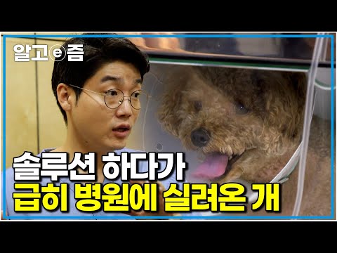 문제견인 줄 알았는데… 알고 보니 뇌질환?!｜세상에 나쁜 개는 없다｜알고e즘