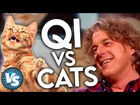QI vs CATS! Funny and Interesting Trivia!