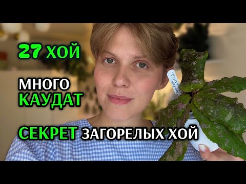 Моя КОЛЛЕКЦИЯ ХОЙ | Что делать, чтобы ХОЙЯ ЗАГОРЕЛА? | МОЙ ОПЫТ