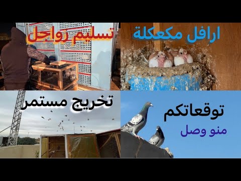 تسليم الزواجل للنادي ✌️ توقعاتكم من وصل اول طير 😍 تعالو شوفو التخريج والافراخ الجدد