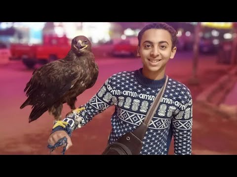 شرح يوسف جوده للجوارح في قلب أرضية سوق المحله الكبرى سلاكه أفريكانو