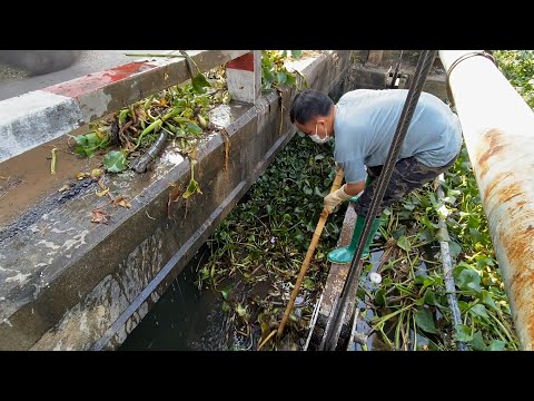 I picked up vegetation causing blockage drains  clean fresh water sources to protect the environment