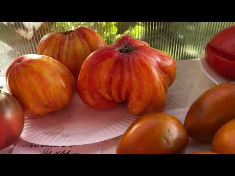 Закрываем сезон 2025 года. Финальный сбор урожая с томатных грядок.