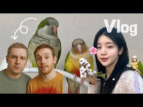 [앵무새 브이로그5] 벚꽃구경ㅣ앵무새 아플때ㅣgpt야 우리 앵무들을 사람으로 바꿔줘