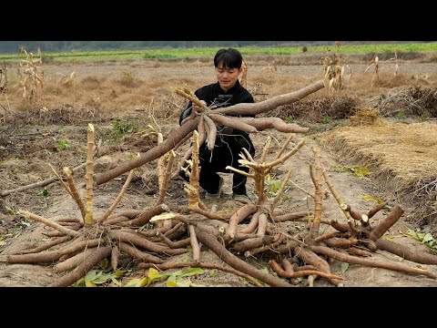 Chinese cuisine made from cassava root