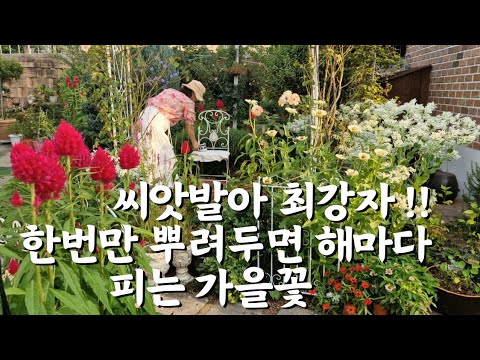 자연발아 최강,한번만 뿌려 놓으면 해마다 꽃피는 가을꽃,여름부터 가을까지 피는꽃,텃밭이야기