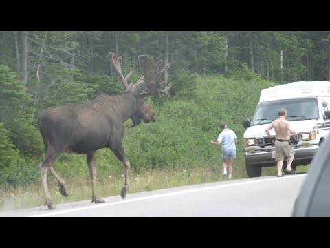 ELK - a huge, horned and eternally dissatisfied forest dweller!