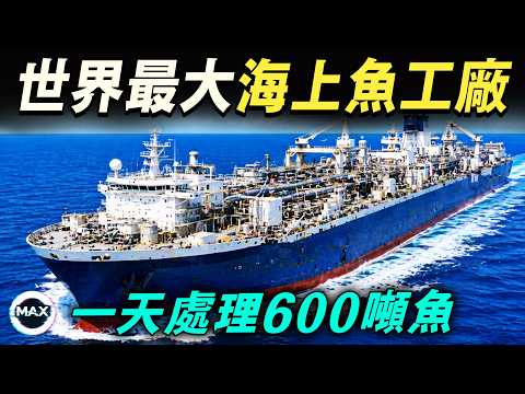 世界最大海上魚工廠！26000噸巨船每天加工600噸魚，每秒切片2條，一克都不浪費，停工一天虧100萬盧布！【Max解構世界】