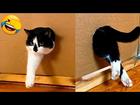 You Laugh You Lose πΌ Funniest Cat Videos Ever 2025π