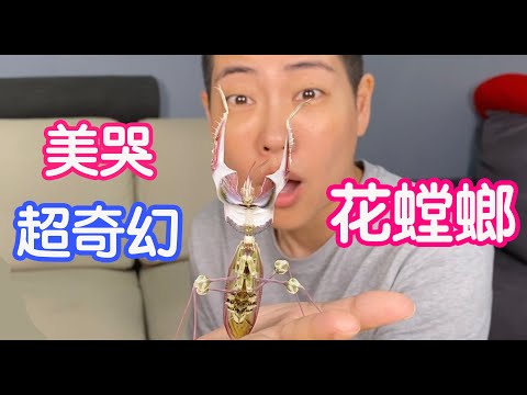 【Dee the bugbuff】The most beautiful Orchid mantis!!