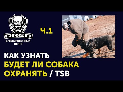 Как узнать будет ли собака охранять | ЗКС Охрана хозяина | что такое TSB ? ч.1 (Теория) #дрессировка
