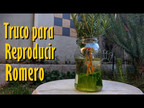 I put ALOE VERA on the ROSEMARY cuttings and look what happened