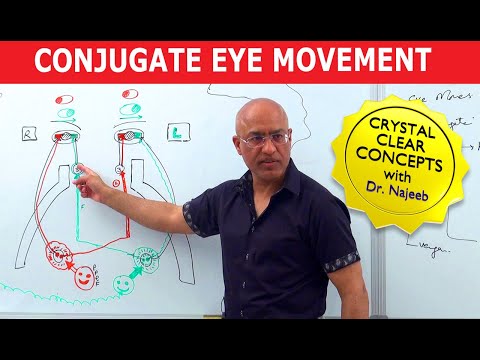 Saccades | Conjugate Eye Movement
