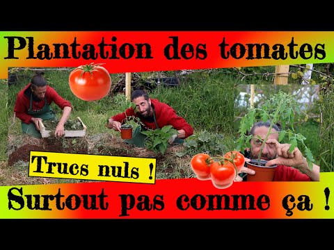 Plantation des tomates... Ne faites surtout pas comme ça !