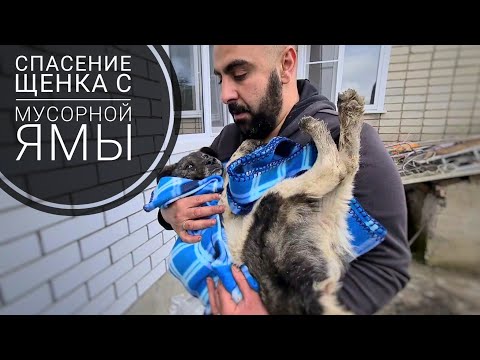 I picked up a puppy from the highway. I brought Dina here after the accident. Mom's reaction.