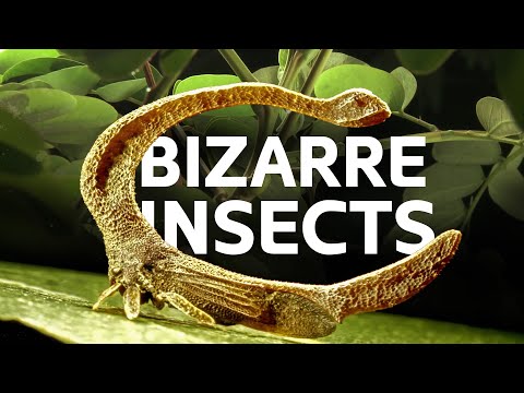 The Hidden Mysteries Behind The Dinosaur-Like Insects Of Amazonia | [4K] Wildlife Documentary