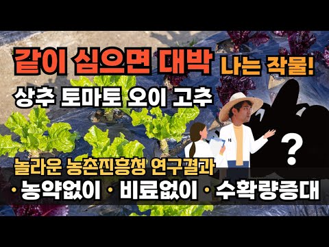고추재배 방울토마토 오이 상추 재배방법 같이 심으면 좋은 작물
