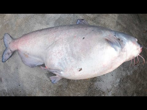 The Fattest Catfish Ever!!! - Winter Catfishing Blues and Flatheads