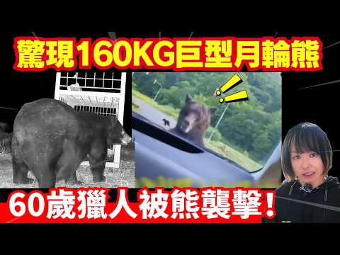 【日本熊患注意🚨】驚現160KG巨型月輪熊、專家都眼突!熊游水過對面岸被捕獲、60歲獵人被熊襲!熊連環襲擊事件 | 日本新聞報導 | CC中文字幕 #熊出沒 #柴犬 #廣東話 #新聞 #突發