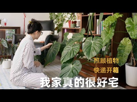 vlog｜Plants are the best soft furnishings! Plant dyeing 💐 Super long express delivery unboxing 📦 ...