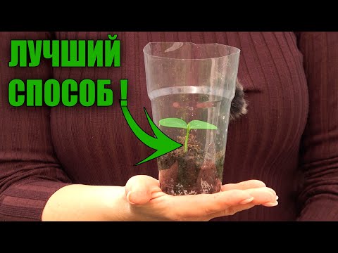 WITH THIS KIND OF SEEDLINGS, CUCUMBERS ALWAYS GROW TWICE AS MUCH!