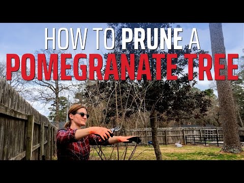 Pruning a Pomegranate Tree for Better Fruiting and a Bigger Harvest