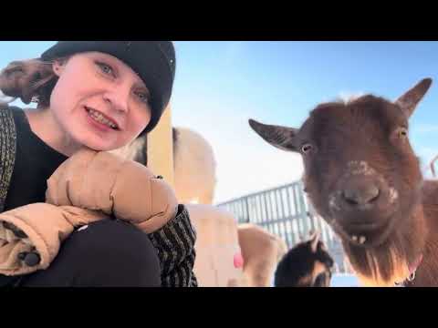 Meet Penny | 12 goats of Christmas ep. 6