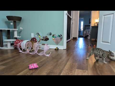 Tiny Dancers: It's business as usual in the kitten room