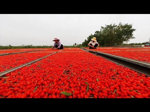 探秘枸杞的种植技术，号称男人的加油站，它是来自荒漠的馈赠，以及数十种农产品的种植养殖
