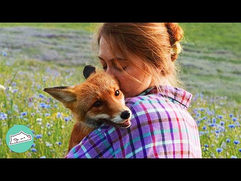 Baby Fox Was Lost in the Forest Before a Girl Found Her | Cuddle Buddies