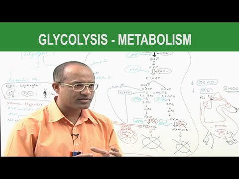 Glycolysis | Metabolism | Dr Najeeb