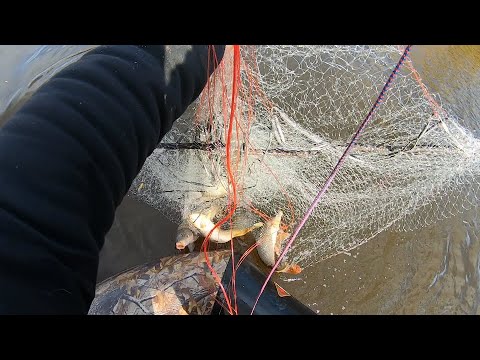 FISHING IS FIRE, FISH ON EVERY CAST!!! FOUND A SCHOOL OF FISH AND CATCHED 4 CARP AT ONCE!!!