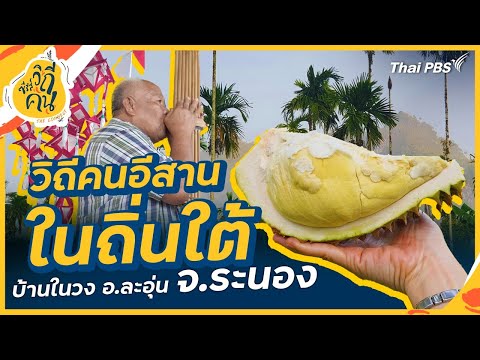 วิถีคนอีสานในถิ่นใต้ บ้านในวง อ.ละอุ่น จ.ระนอง | ซีรีส์วิถีคน