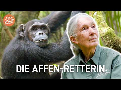 Schimpansen im Kongo: Die zweite Chance für ein neues Leben | Mit Jane Goodall