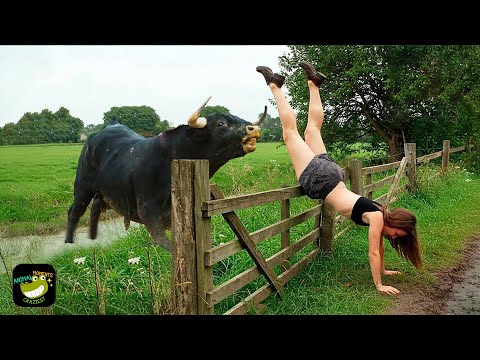 When Animals Go On A Rampage And Got Caught On Camera ! #21