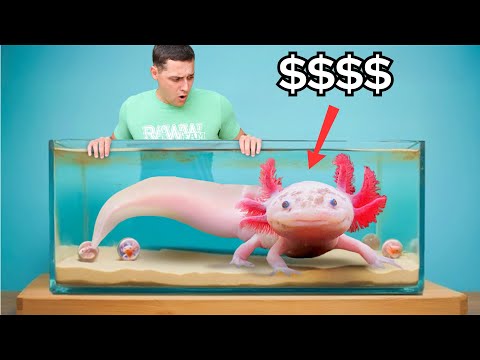 Buying The Most Expensive Axolotl In The World…