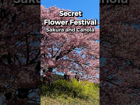 SECRET early Sakura🌸 + Canola Festival in JAPAN🇯🇵 #shorts