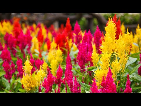 All about crazy, colorful Celosia with gardening expert Ciscoe Morris - New Day Northwest