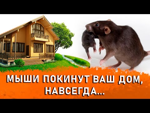 Слабонервный не смотреть. Вандальные методы борьбы с грызунами. Как легко избавиться от крыс?