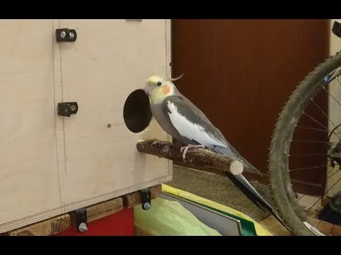 WHEN TO PUT A NEST - a house for a parrot? Cockatiels want chicks!