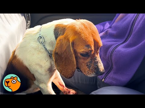 Watch This Beagle’s Face Light Up When She Realizes She’s Safe | Cuddle Buddies