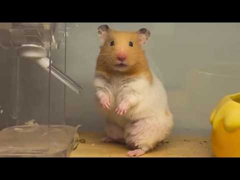 1 КАДР НА МИЛЛИОН: Нелепые и смешные животные, которые попали в историю