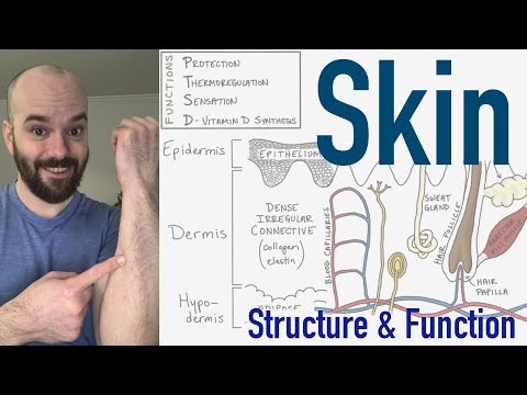 Integumentary System | Structure and Function of the Skin
