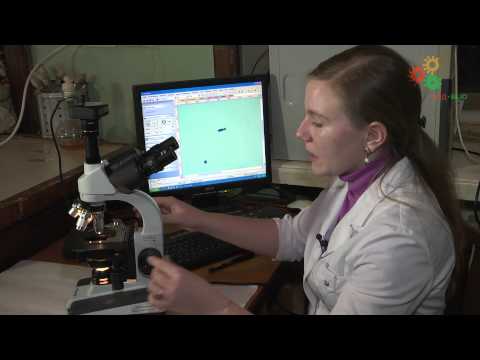 Микробиология. Приготовление фиксированных препаратов (Е. Звонарёва)