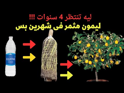 الترقيد الهوائى لليمون بأبسط واسهل واضمن طريقه .. مش محتاجه فن ..