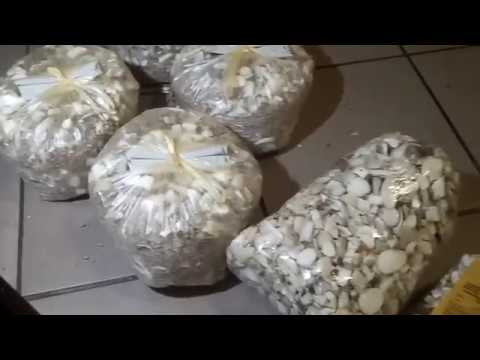 Мицелий вешанки легко и просто ,без заморочек ,первый эксперемент