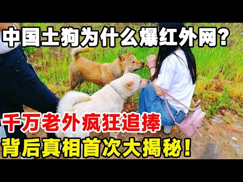 中国土狗为什么爆红外网？千万老外疯狂追捧，背后真相首次大揭秘！#科普 #科普頻道 #狗