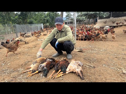 The entire farm was infected with asthma, putting 8000 chickens at risk of extinction - Chicken farm