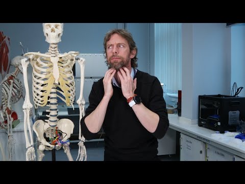 Neck strap muscles (anatomy)