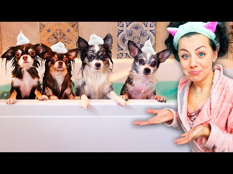 BATHING EVERYONE IN A NEW BATHTUB! WASHING THE DOGS, YUMI'S FIRST BATH IN A SINK, DOGS SWIMMING I...
